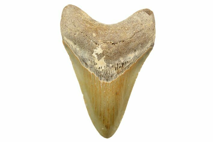 Serrated, Fossil Megalodon Tooth - North Carolina #257782